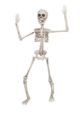 Скелет пластмассовый