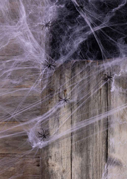 Павутина з павуками