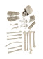 Набор костей Скелета, HC5048