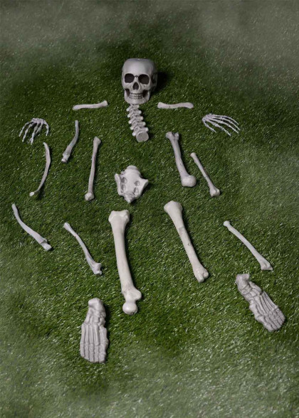 Набір кісток Скелета